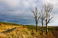 Three trees at Knockballyroney